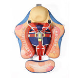 Mambobaby Yüzme Simidi - Starry Fun, Emniyetli, Gölgelikli ve Ayak Destekli