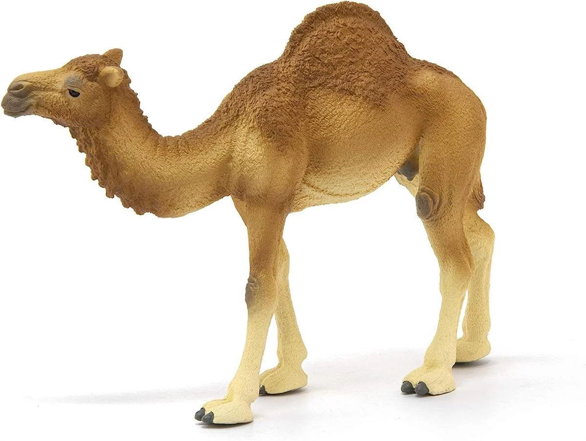 Schleich Hörgüçlü Deve 14832 | Toysall