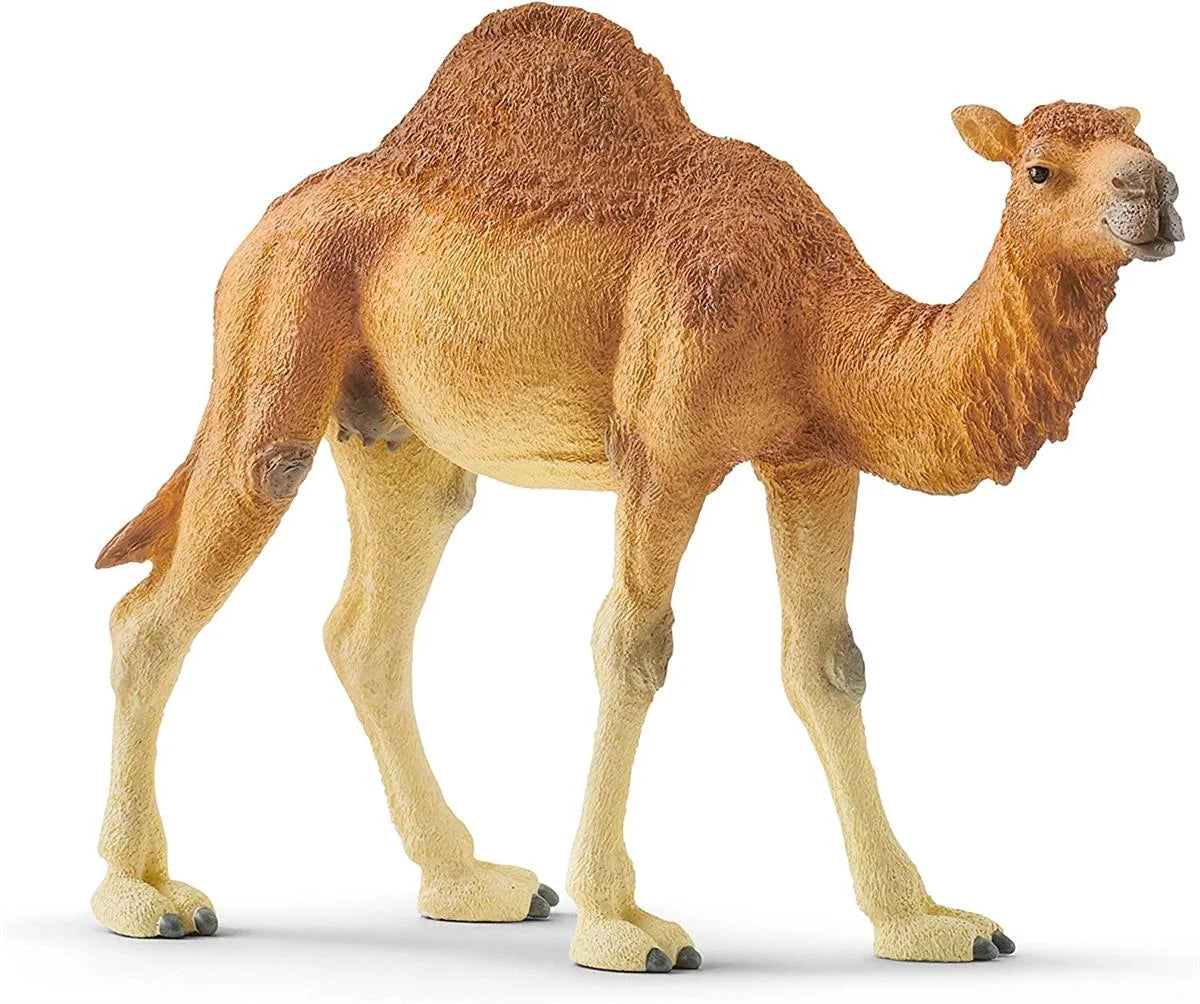 Schleich Hörgüçlü Deve 14832 | Toysall